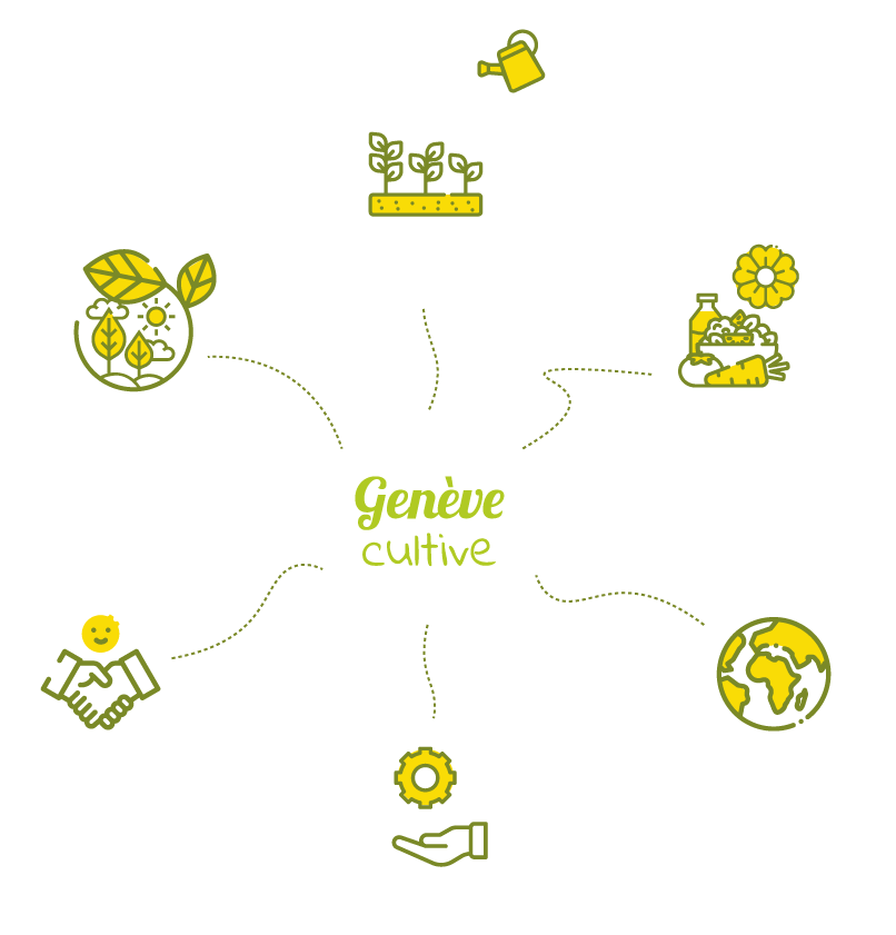 infographie genève cultive agriculture urbaine potager urbain genève potager commun atelier jardinage enfant le potager urbain facile et naturel jardin urbain balcon